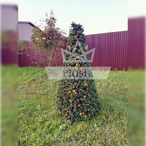 Хвойный конус