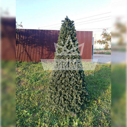 Хвойный конус